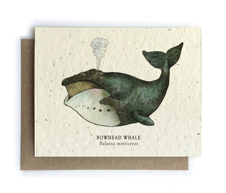 Whale Plantable Seeded Card - Salix Intimates