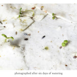 Squash Bee Plantable Seeded Card - Salix Intimates