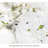 Squash Bee Plantable Seeded Card - Salix Intimates